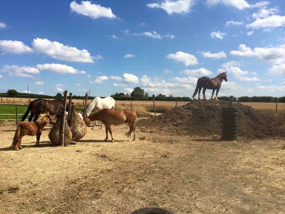 Graveney Equine ~ Track and Rehabilitation Livery