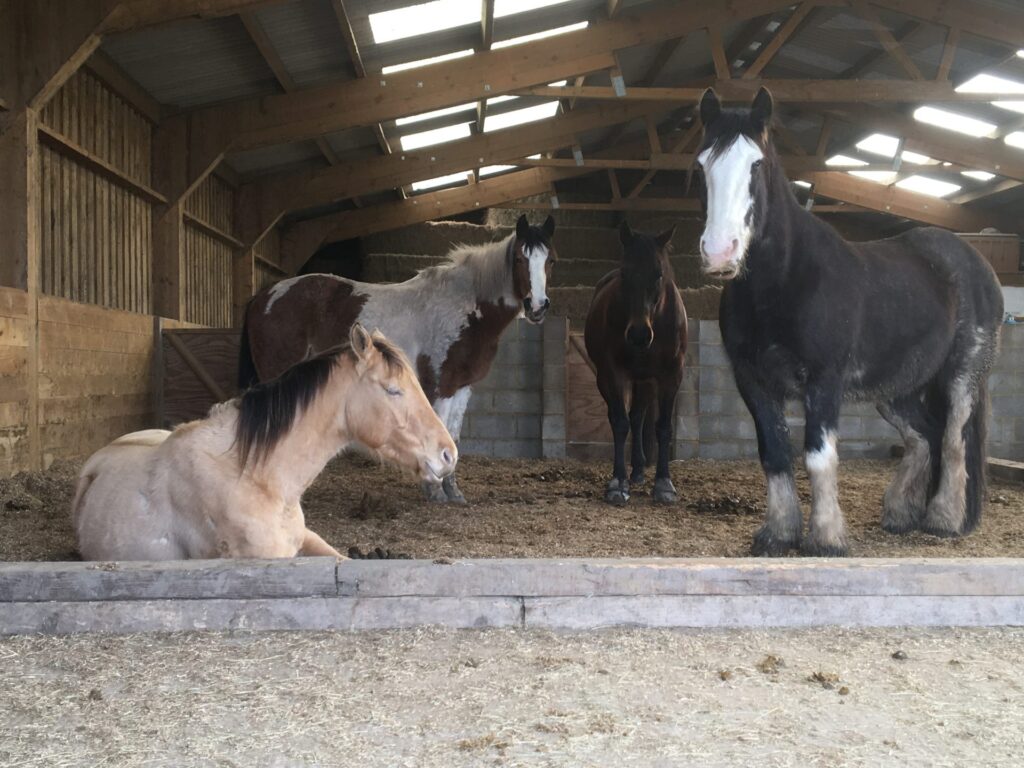 Graveney Equine ~ Track and Rehabilitation Livery