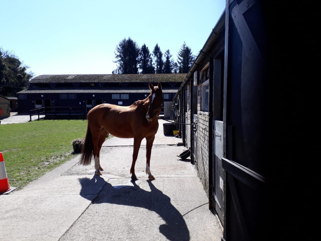 Great Bookham Equestrian Centre