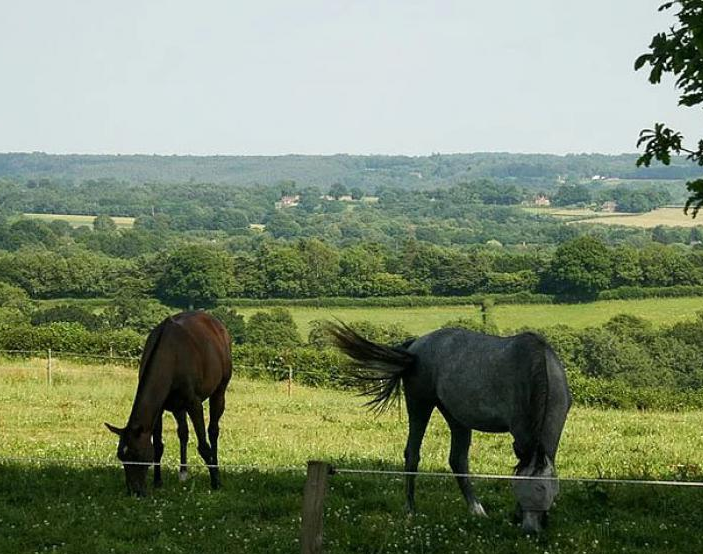 Hook Farm DIY and Grass Retirement Livery