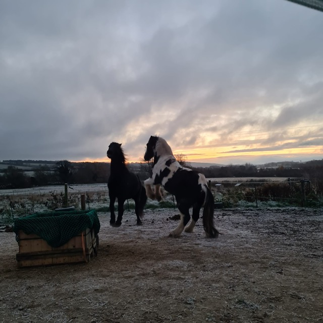 Hardy Hooves Barefoot/ Equicentral Yard