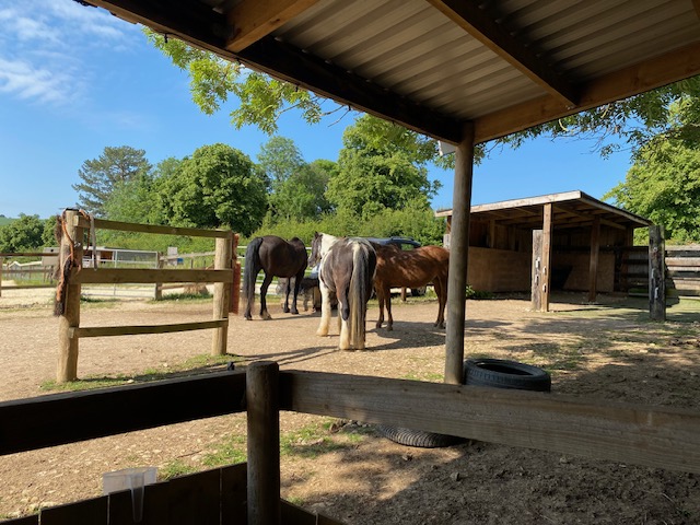Hardy Hooves Barefoot Track/ Equicentral Living