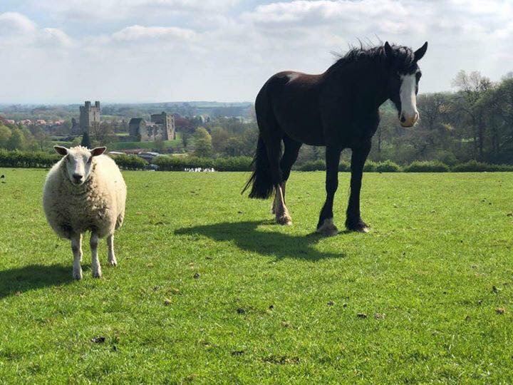 Helmsley Equine Retirement Livery