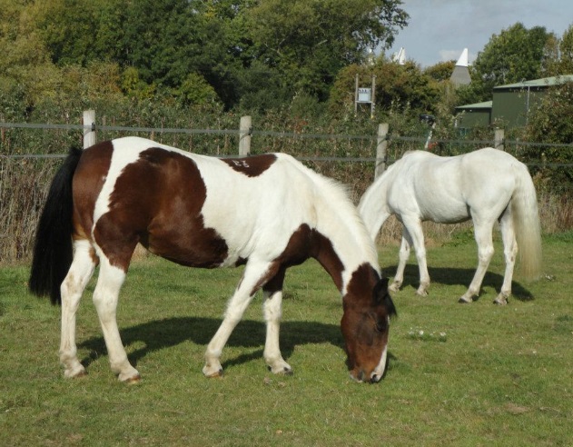 Holmewood Farm