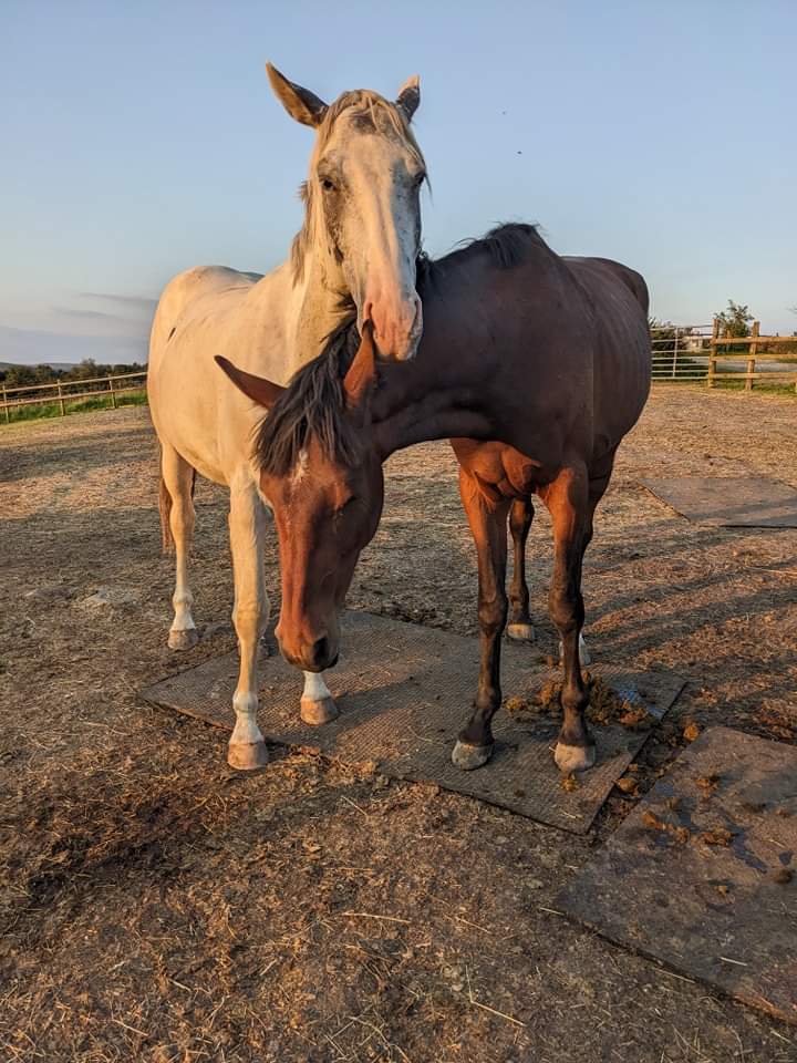 Home Farm Holistic Livery