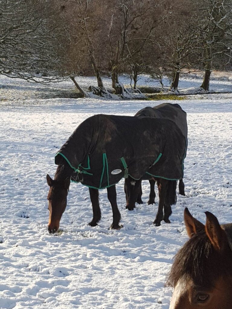 Horse Retirement South Wales