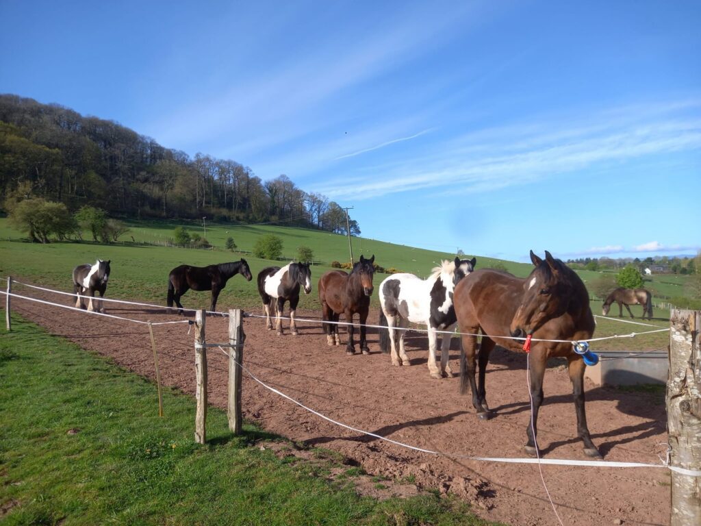 Kings Pitts Equestrian