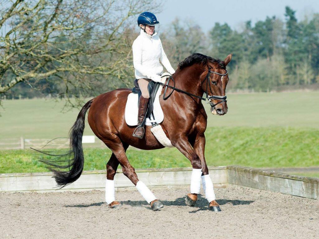 Little Leigh Farm Equestrian Centre