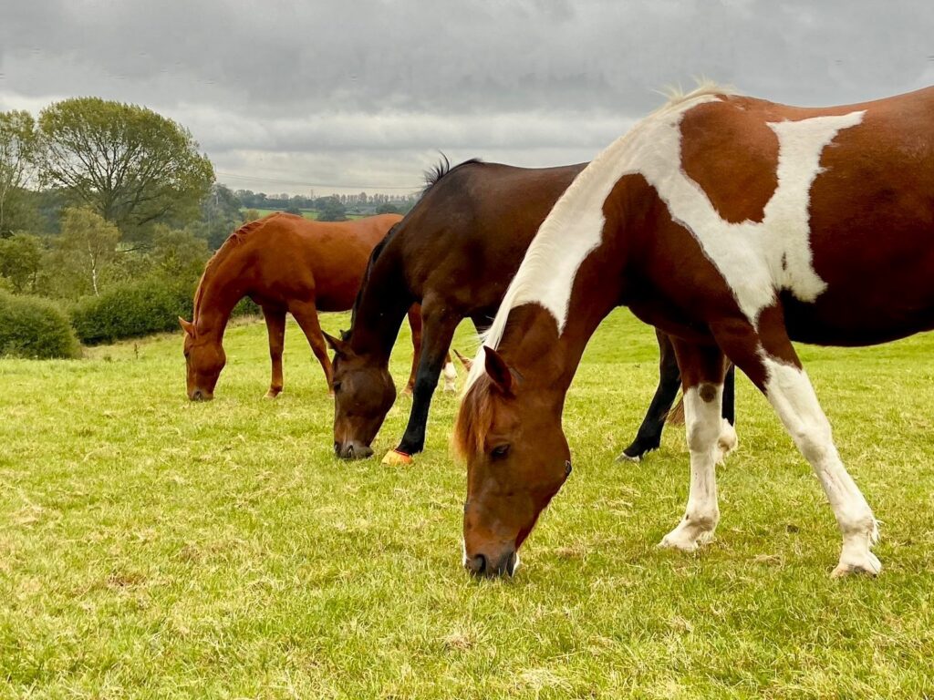 Little Munden Equestrian Ltd
