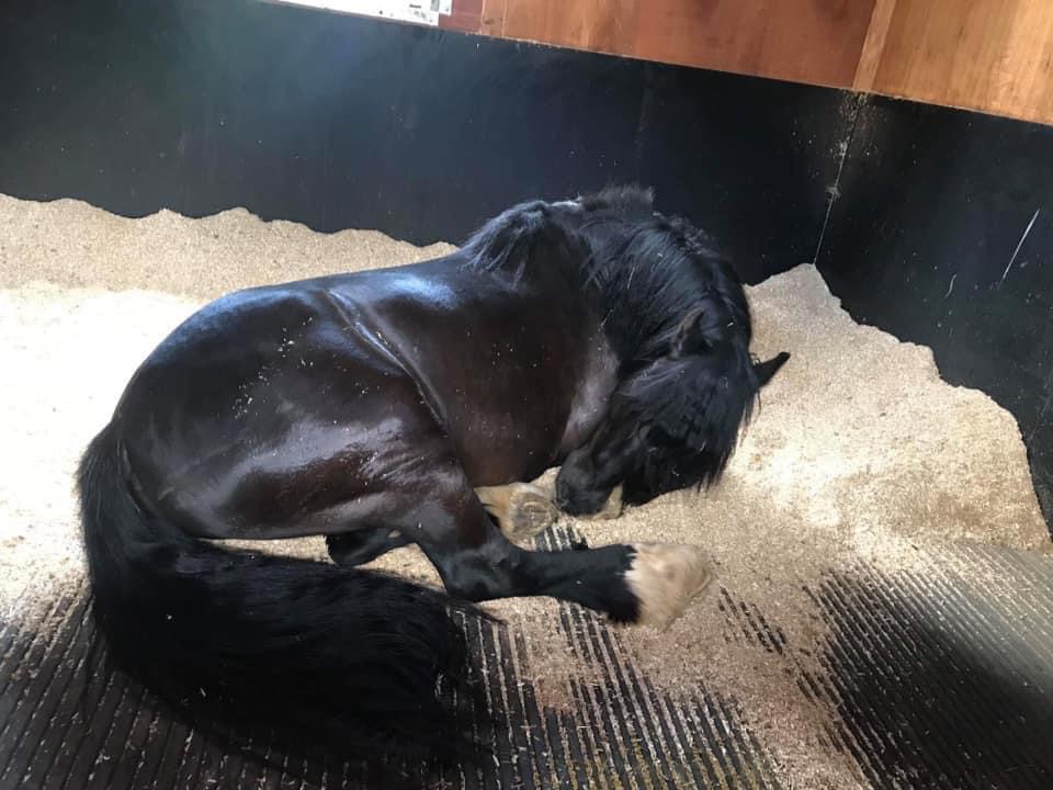 Lower Farm Stables Lavendon