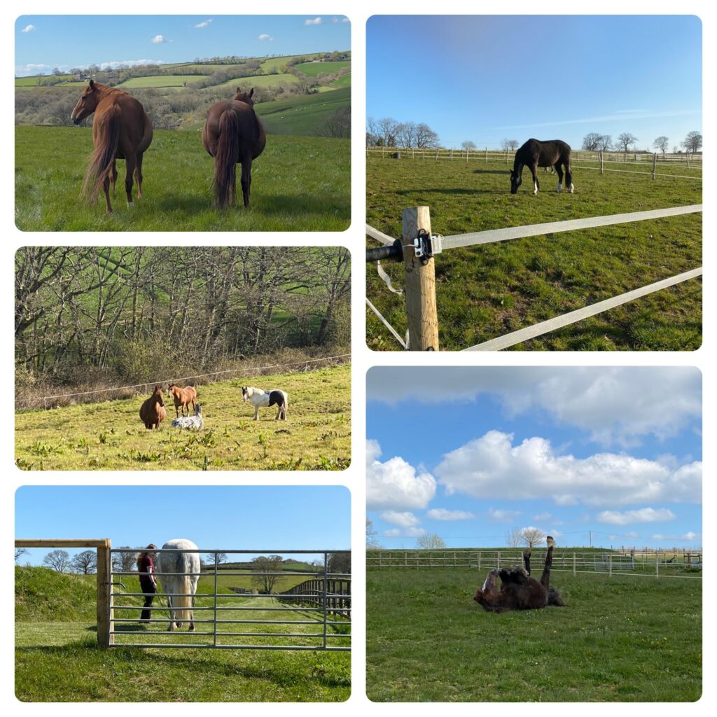 Lowton Equine Rehabilitation & Water Treadmill