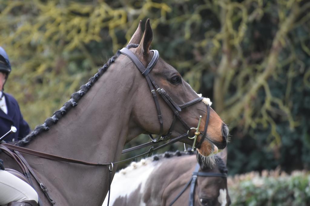 MD Equine-Meadows Livery