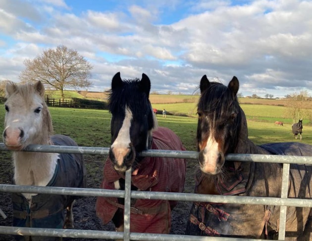 Moor Farm Stables