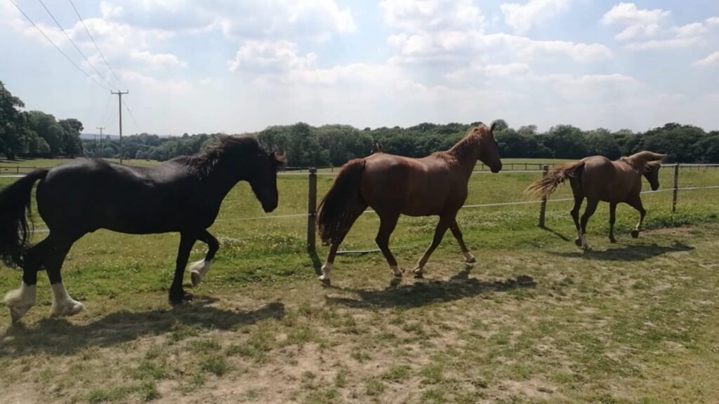 Nurturing Nature Equine Veterinary Whole Horse Rehabilitation