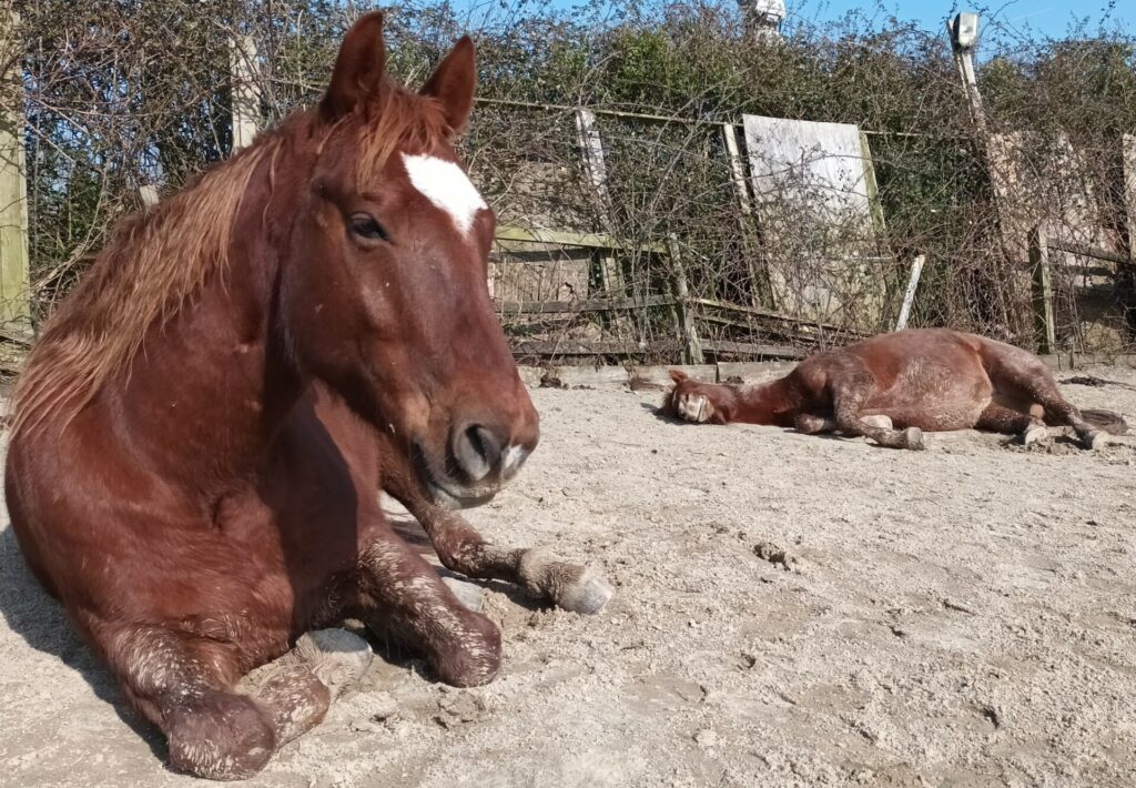 Nurturing Nature Equine Veterinary Whole Horse Rehabilitation