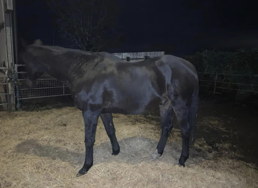 Oxford Retirement Livery REM 28/02