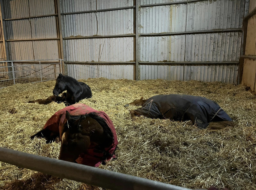 Oxford Retirement Livery