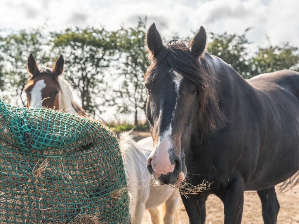 PB Paddock Paradise Livery