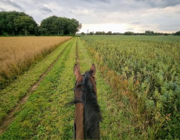 Park House Farm Livery