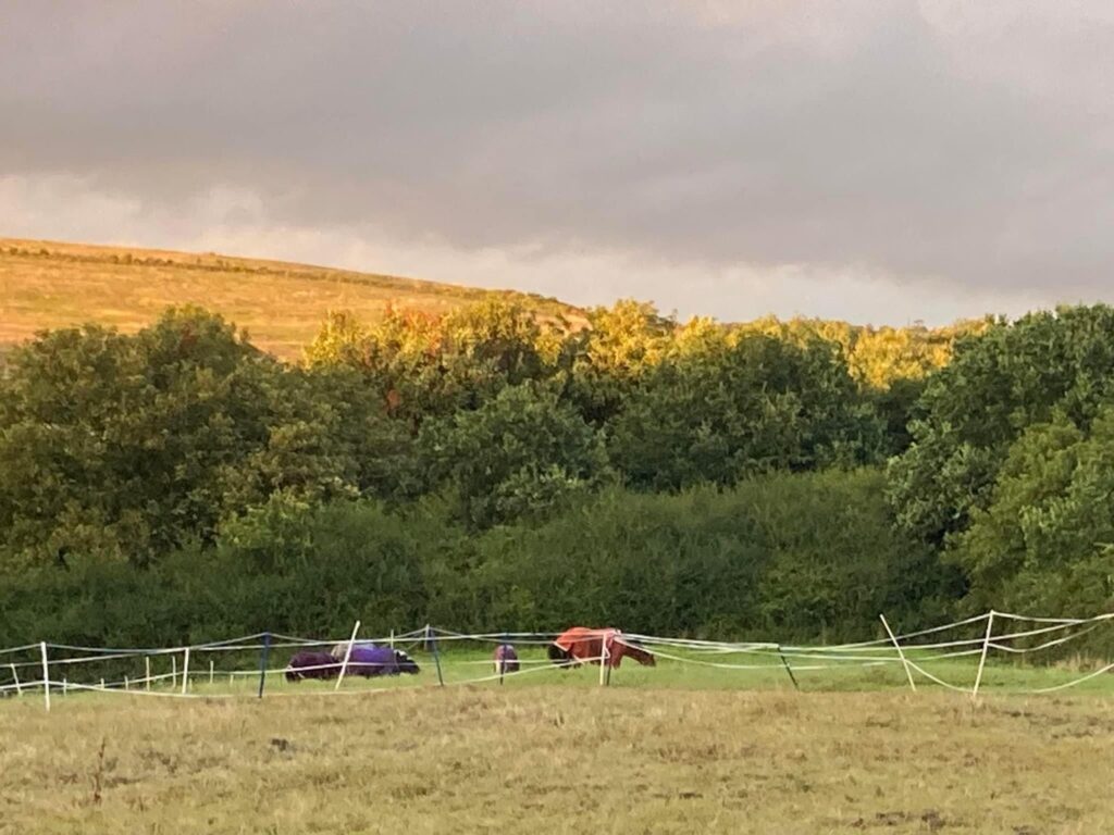 Pebsham Equestrian Centre