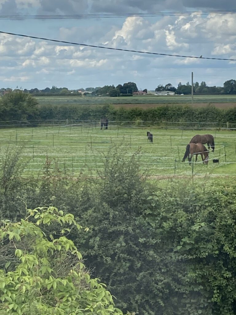 Pegasus Sports Horses