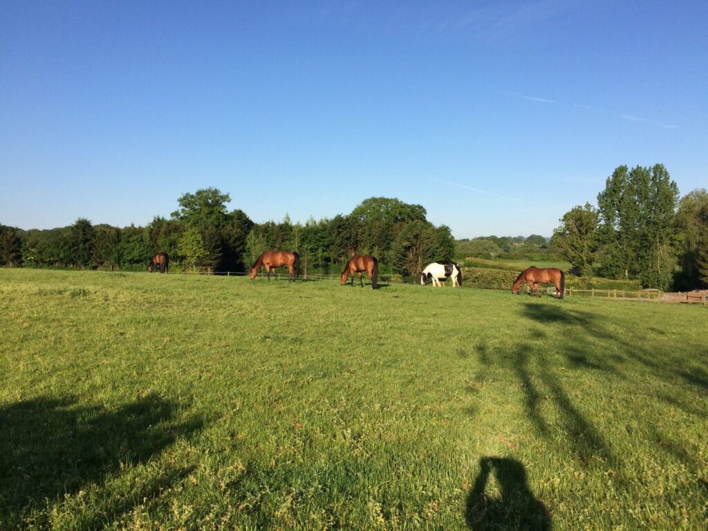 Pitt House Green Stables