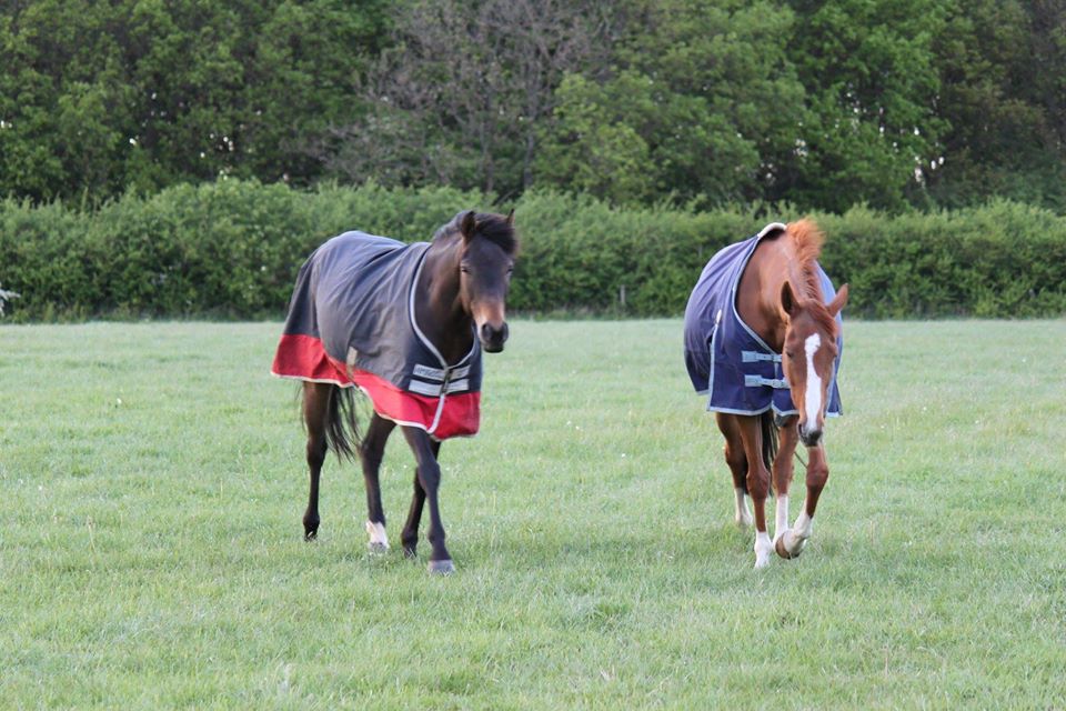 Ryehills Equestrian Services