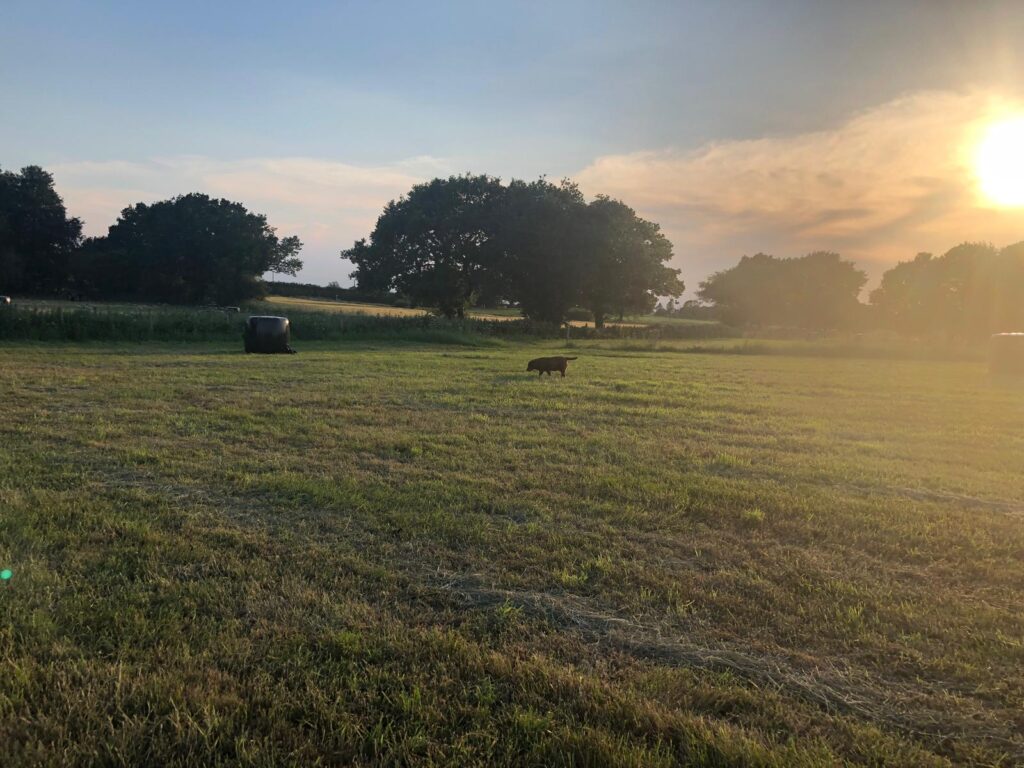 Reed House Livery Yard