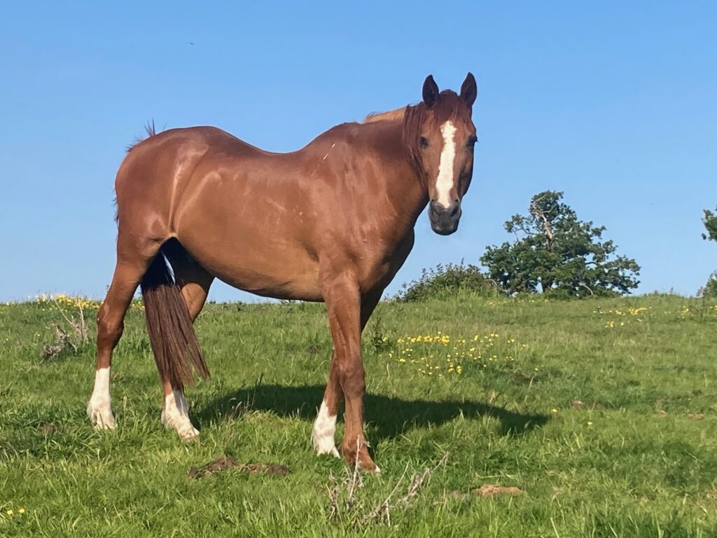 Retirement Livery at Manor Meadows