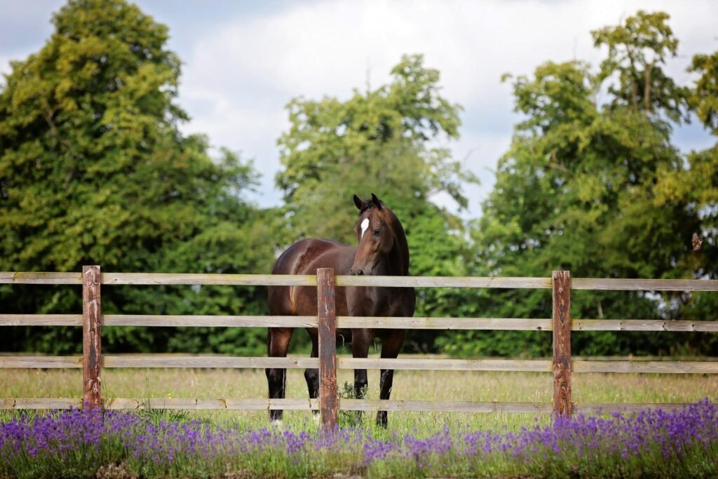 Sulby Hall Stud