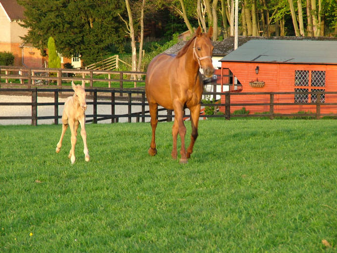 Shannon Leigh Stables