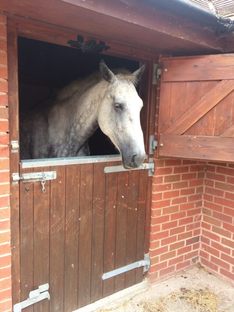 Snowdon Farm Equestrian