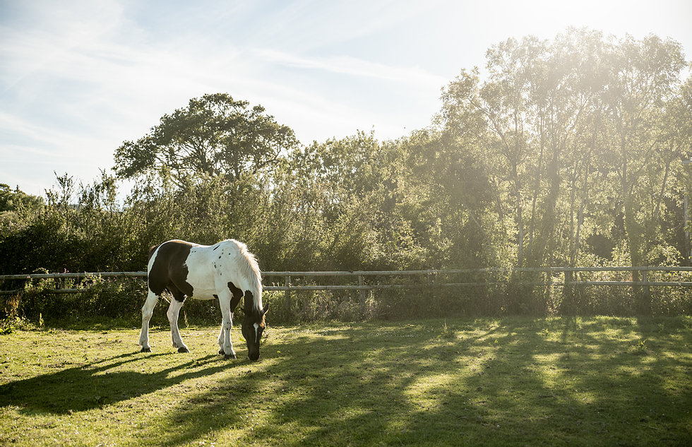 South West Equine Livery