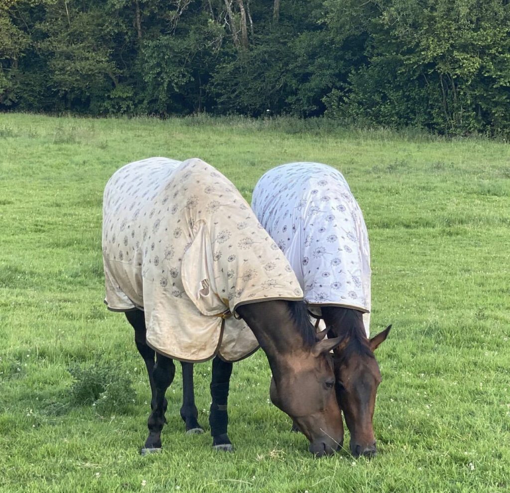 The Devon Home Of Horse Retirement