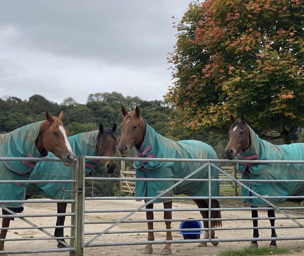 The Devon Home Of Horse Retirement