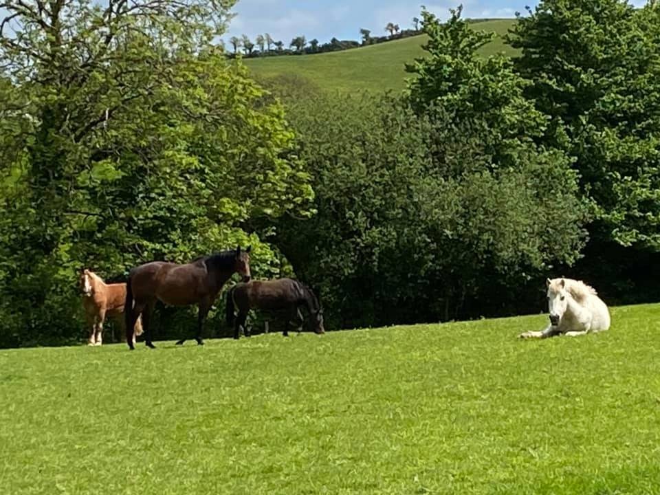 Tregonhawke Farm Livery