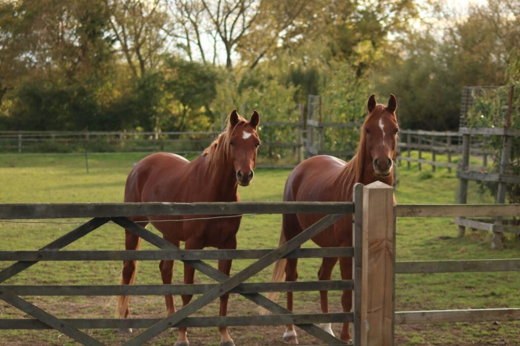 Twyford Horsemanship Centre