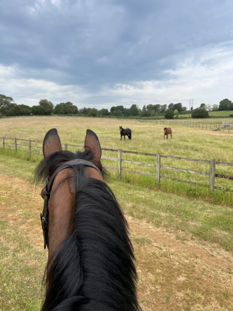 Uden Sport Horses