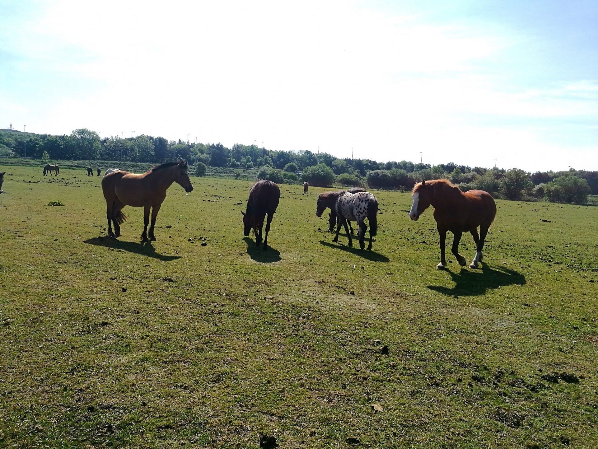 west-wirral-riding-centre-liverylist