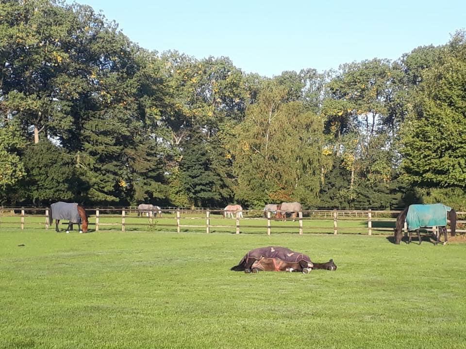 Waterfield Stables