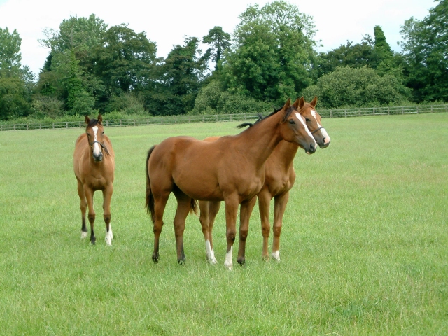 West Dereham Abbey Stud