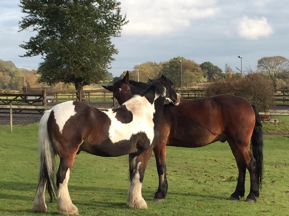 Westmuir Equine Services