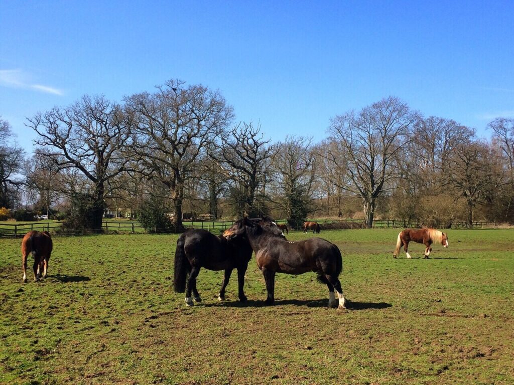 MHS Livery and Grazing