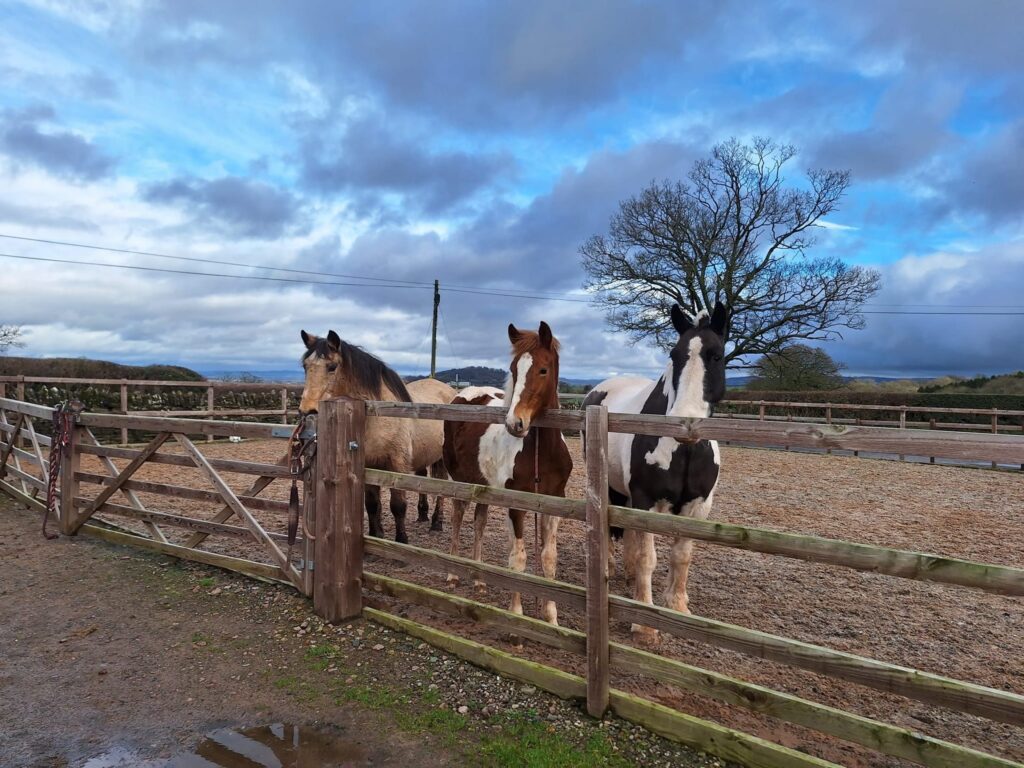 Kings Pitts Equestrian