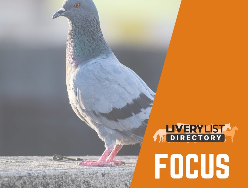 Top 6 Tips For Managing Pest Birds In Your Livery Yard