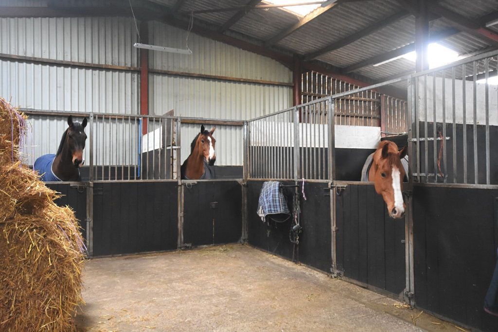 Charlie Purgal Showjumping