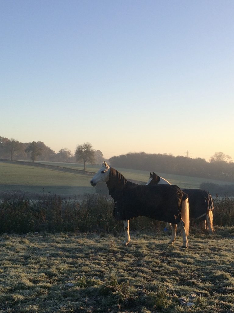 Woodside Farm Livery Stables