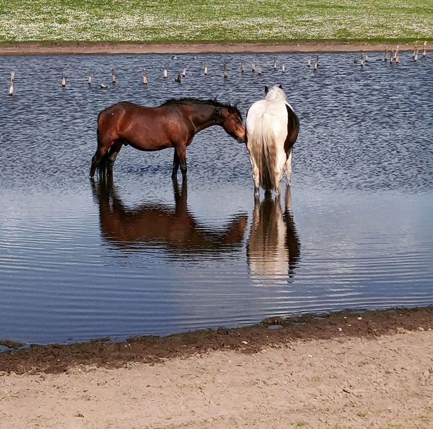 Hough Farm Livery Yard
