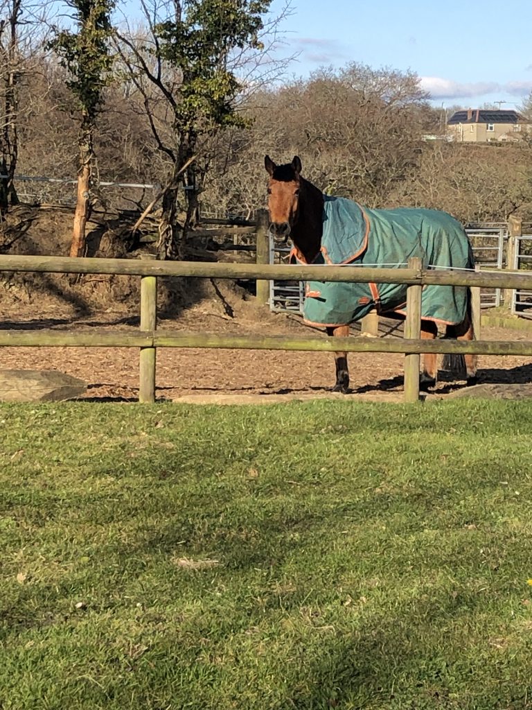 S L Equestrian & Livery