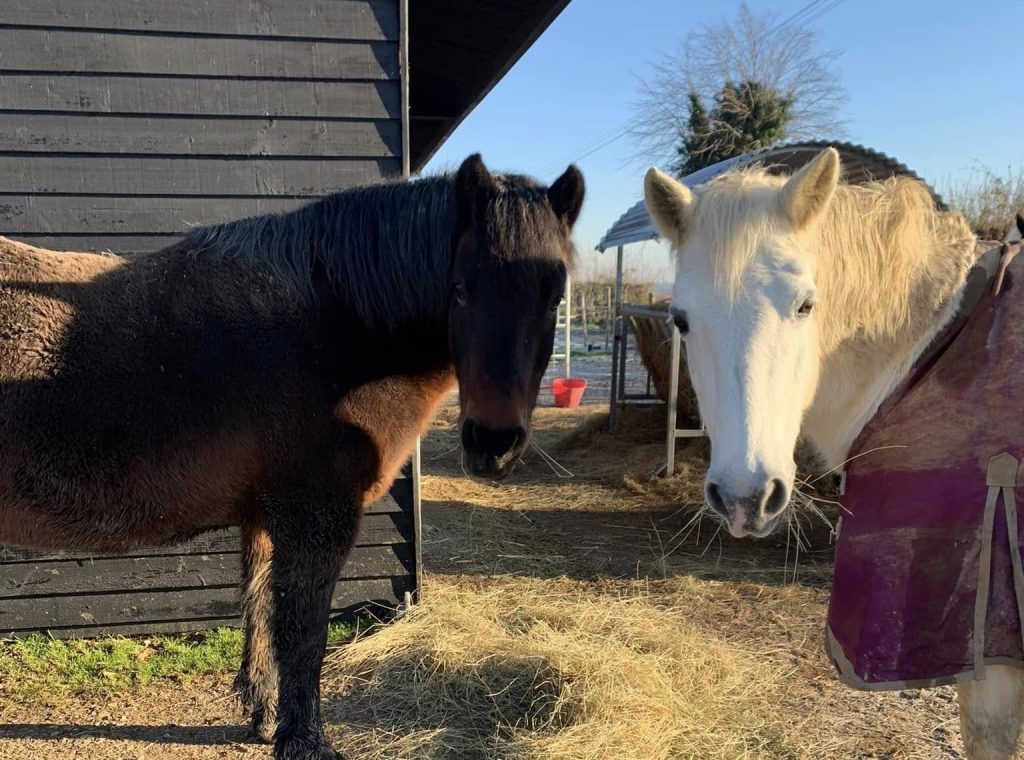 Weald Retirement Livery
